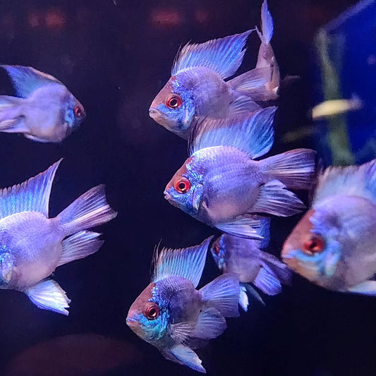 Electric Blue Balloon Ram Cichlid