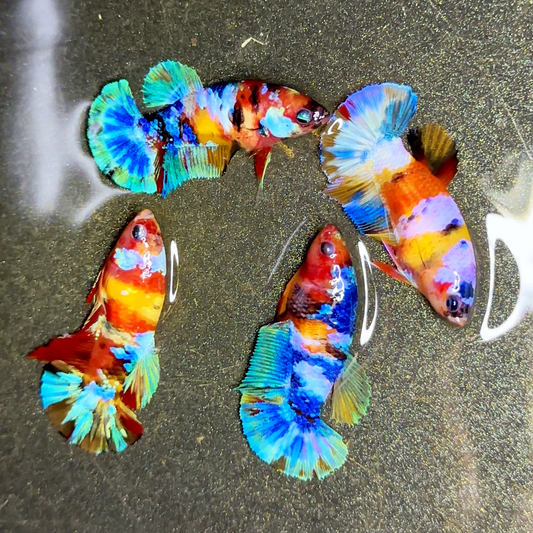 Multicolor Koi Yellow-Base Female Betta (Rare) | Limited Stock