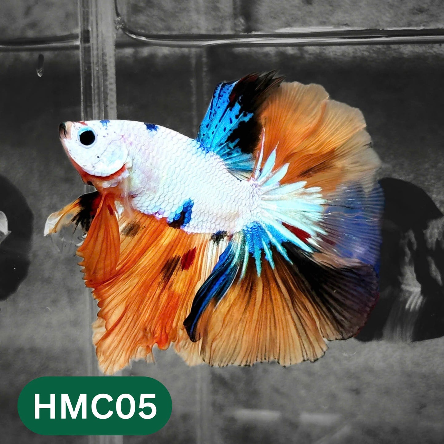 Multicolor Halfmoon Male Betta Fish | High Grade | Order Directly From Farm |  You Pick Fish |