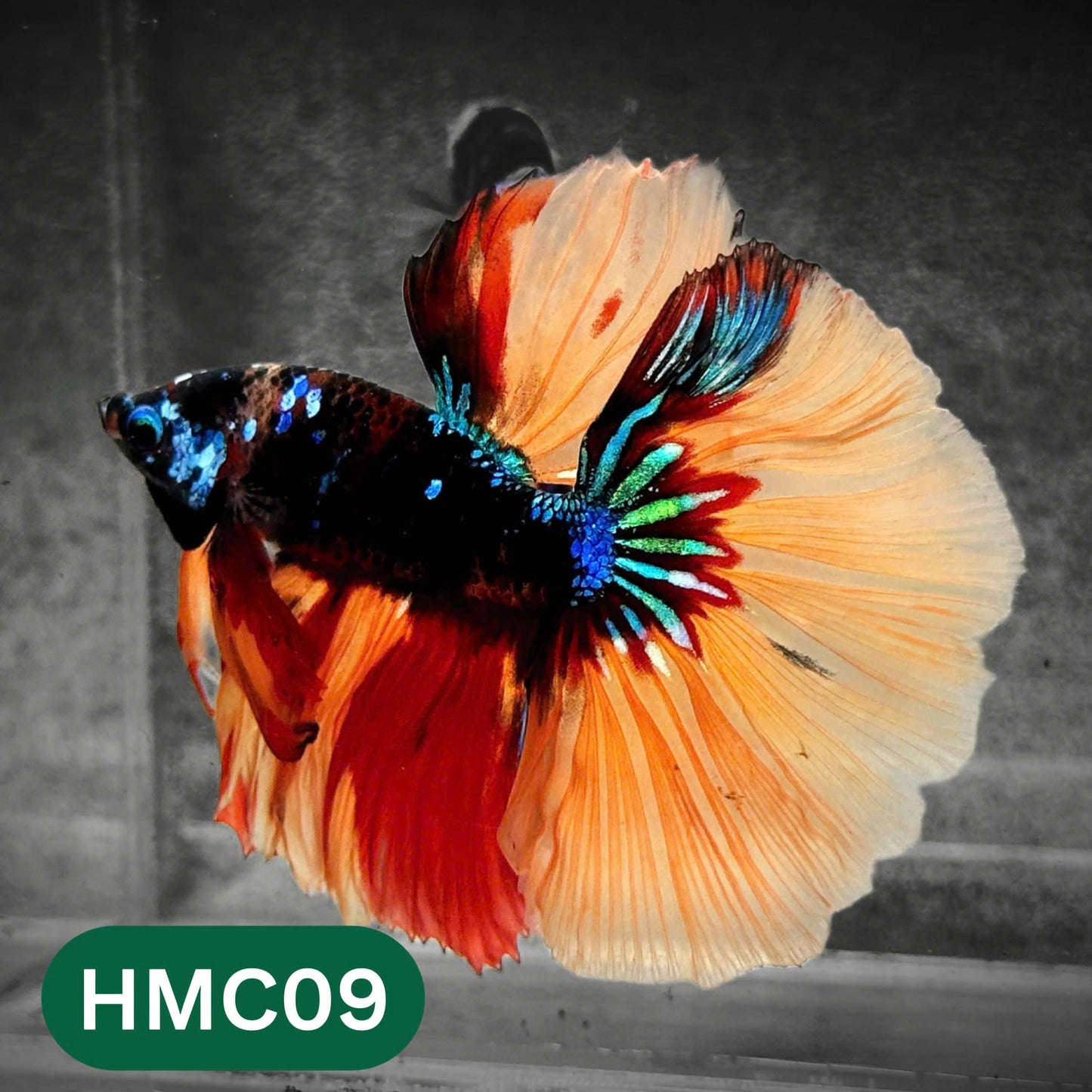 Multicolor Halfmoon Male Betta Fish | High Grade | Order Directly From Farm |  You Pick Fish |