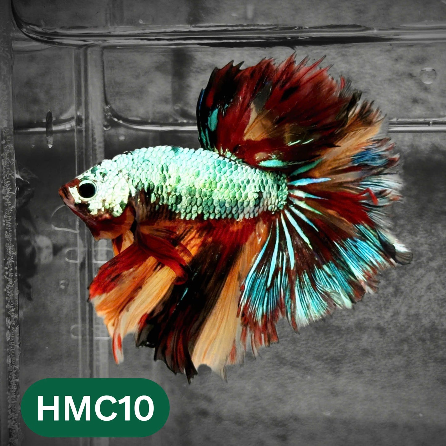 Multicolor Halfmoon Male Betta Fish | High Grade | Order Directly From Farm |  You Pick Fish |
