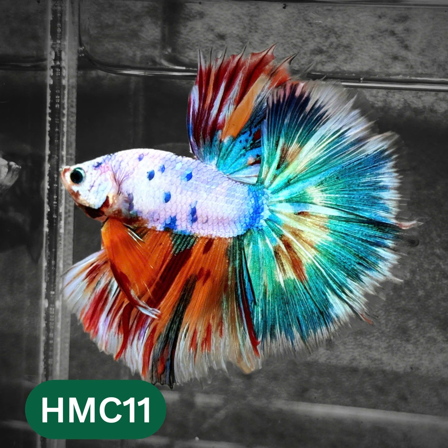 Multicolor Halfmoon Male Betta Fish | High Grade | Order Directly From Farm |  You Pick Fish |