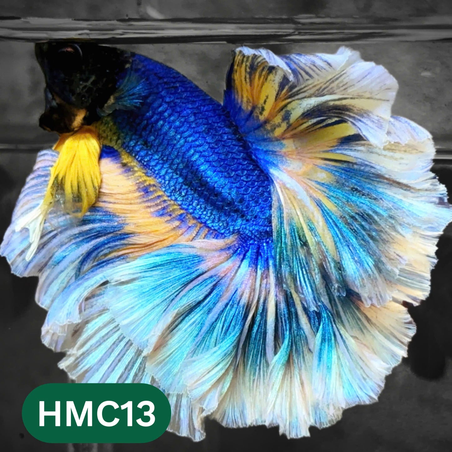 Multicolor Halfmoon Male Betta Fish | High Grade | Order Directly From Farm |  You Pick Fish |