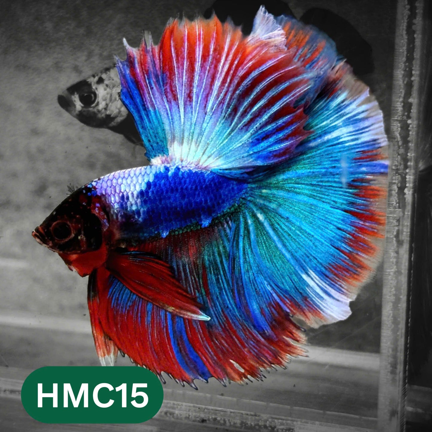 Multicolor Halfmoon Male Betta Fish | High Grade | Order Directly From Farm |  You Pick Fish |