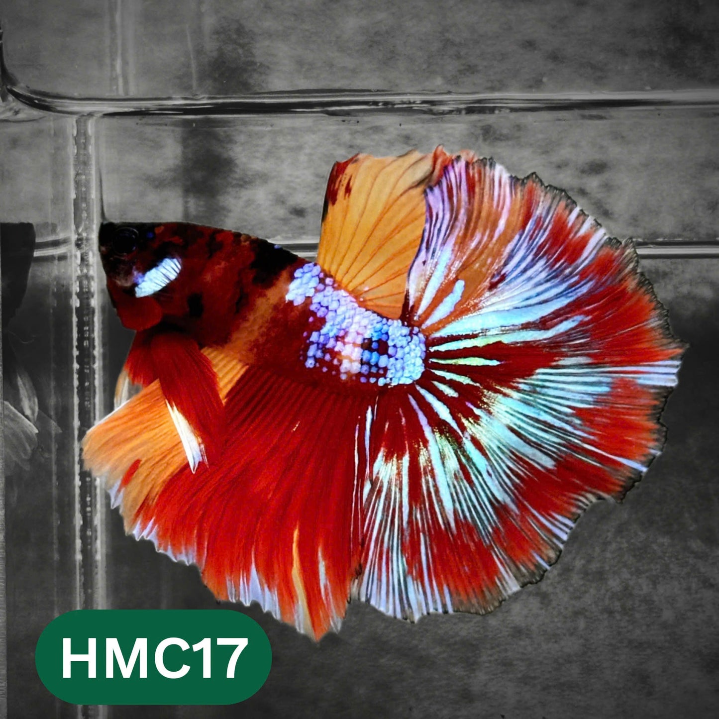 Multicolor Halfmoon Male Betta Fish | High Grade | Order Directly From Farm |  You Pick Fish |