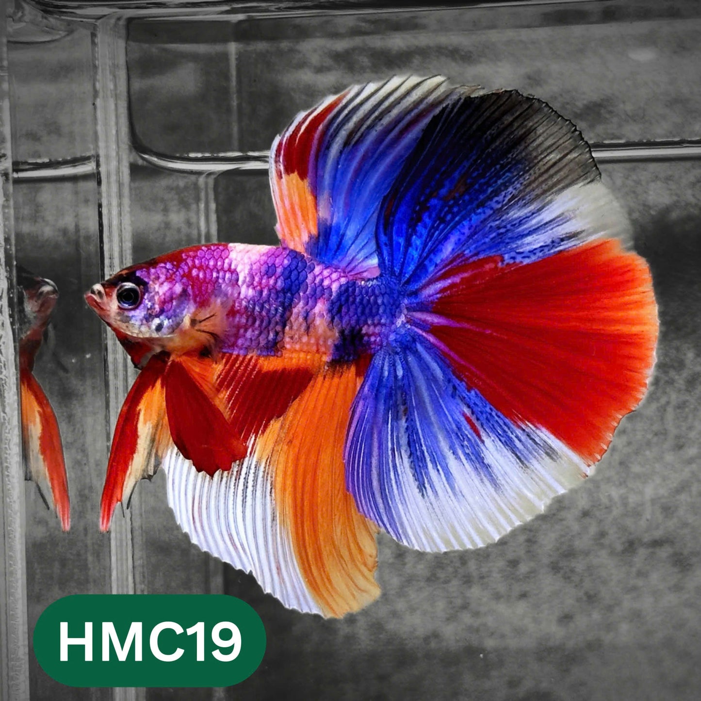 Multicolor Halfmoon Male Betta Fish | High Grade | Order Directly From Farm |  You Pick Fish |