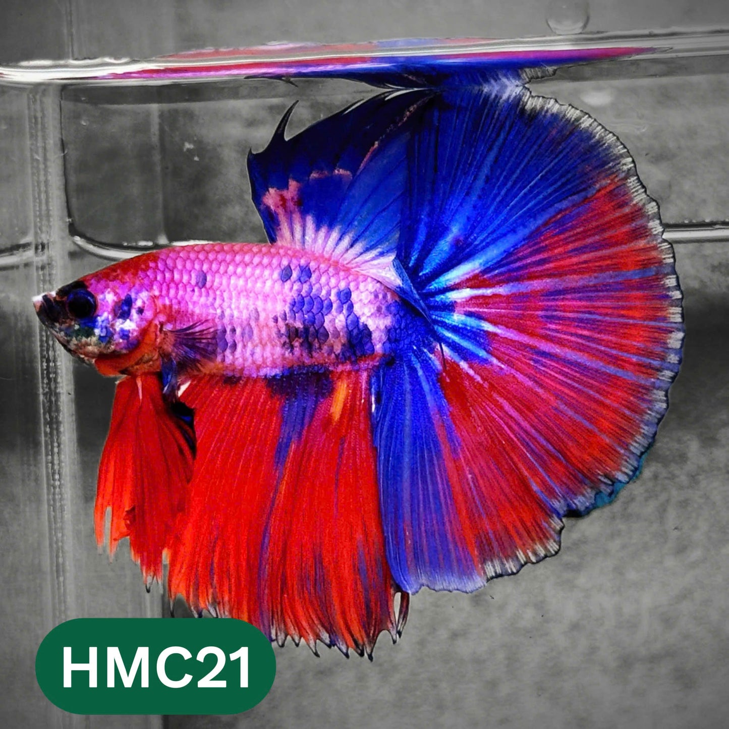 Multicolor Halfmoon Male Betta Fish | High Grade | Order Directly From Farm |  You Pick Fish |