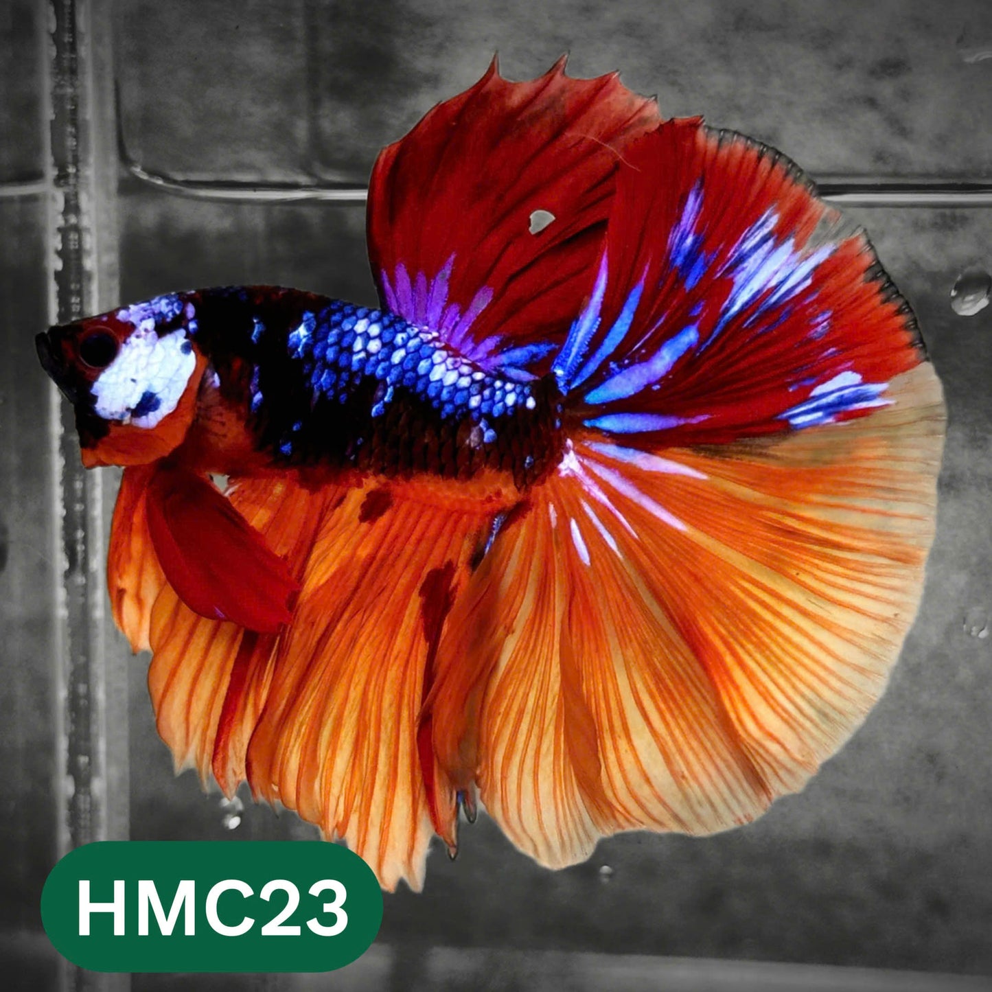 Multicolor Halfmoon Male Betta Fish | High Grade | Order Directly From Farm |  You Pick Fish |