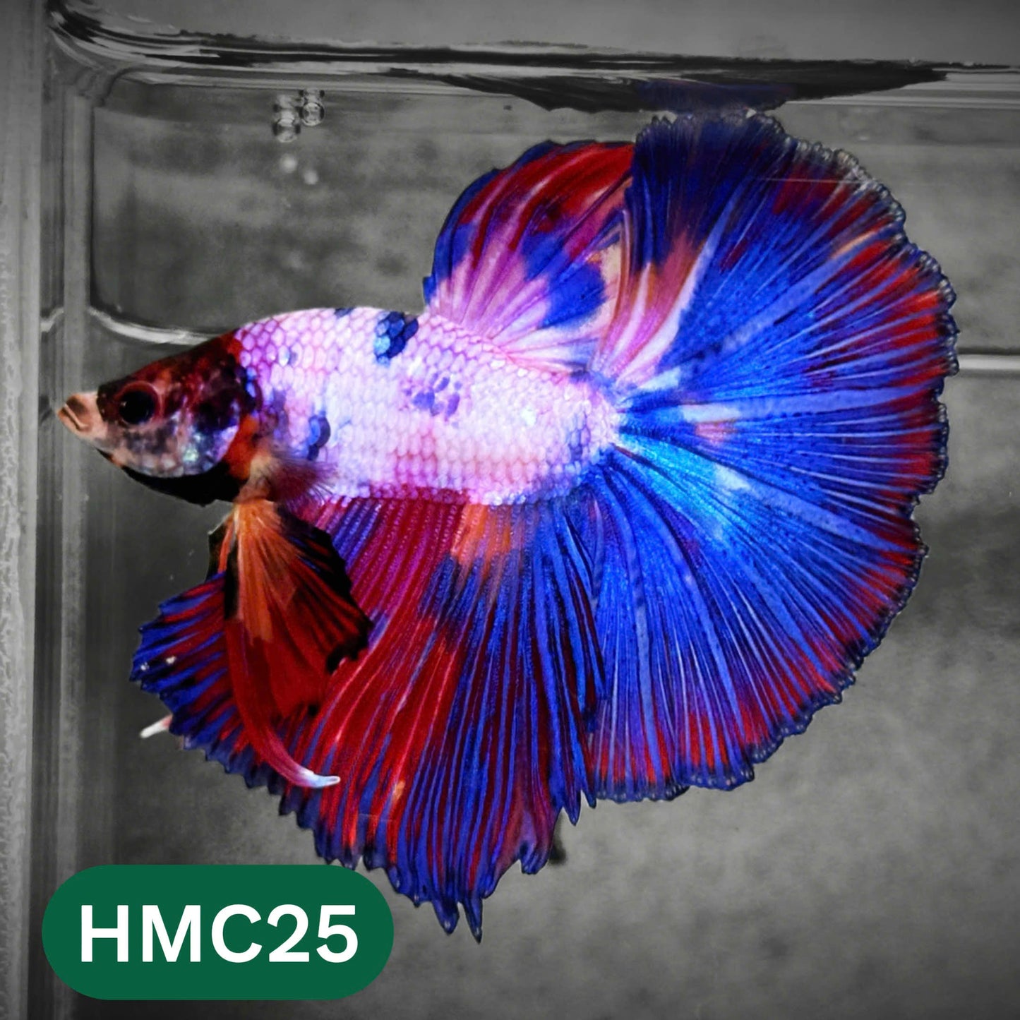 Multicolor Halfmoon Male Betta Fish | High Grade | Order Directly From Farm |  You Pick Fish |