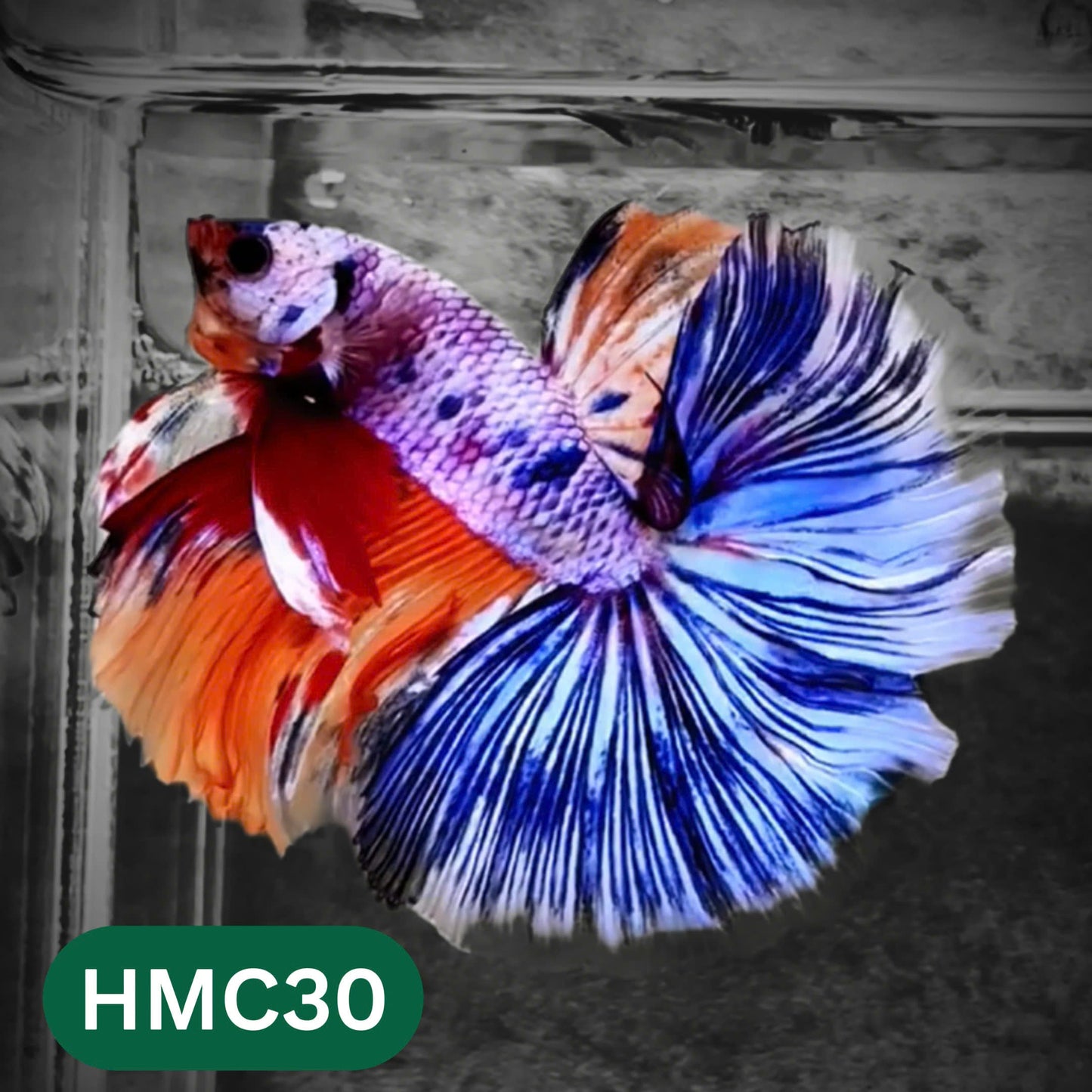 Multicolor Halfmoon Male Betta Fish | High Grade | Order Directly From Farm |  You Pick Fish |