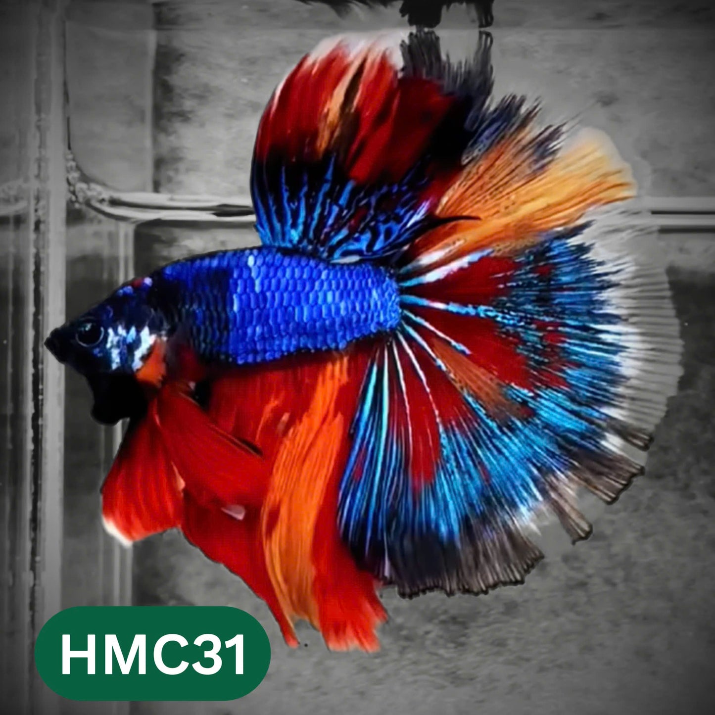 Multicolor Halfmoon Male Betta Fish | High Grade | Order Directly From Farm |  You Pick Fish |