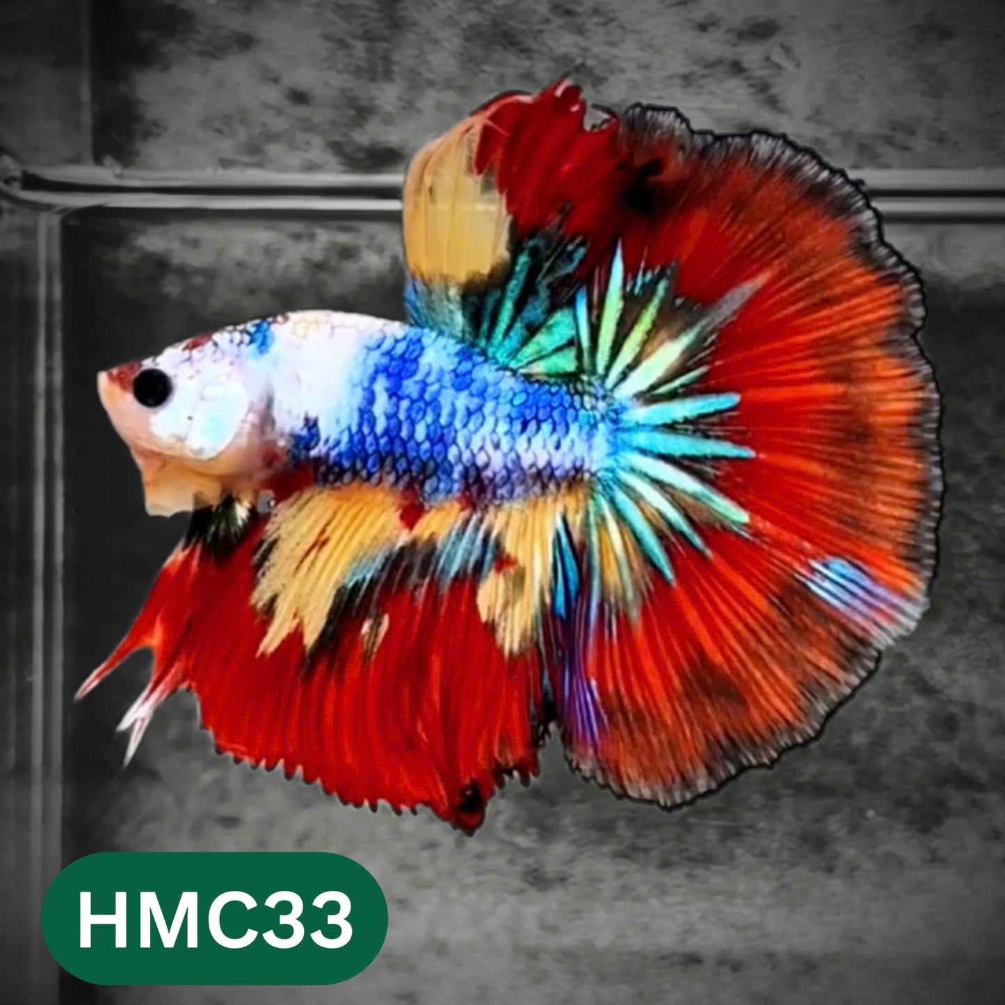 Multicolor Halfmoon Male Betta Fish | High Grade | Order Directly From Farm |  You Pick Fish |