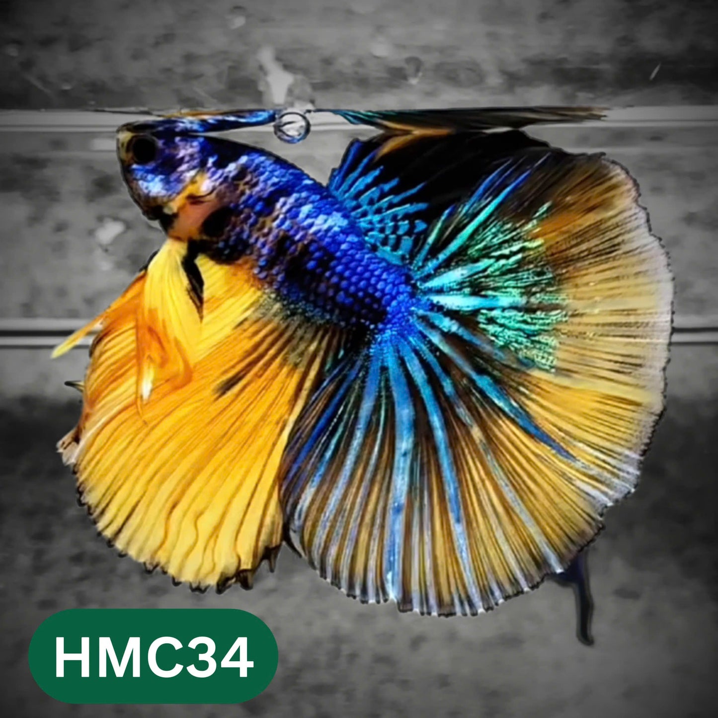 Multicolor Halfmoon Male Betta Fish | High Grade | Order Directly From Farm |  You Pick Fish |