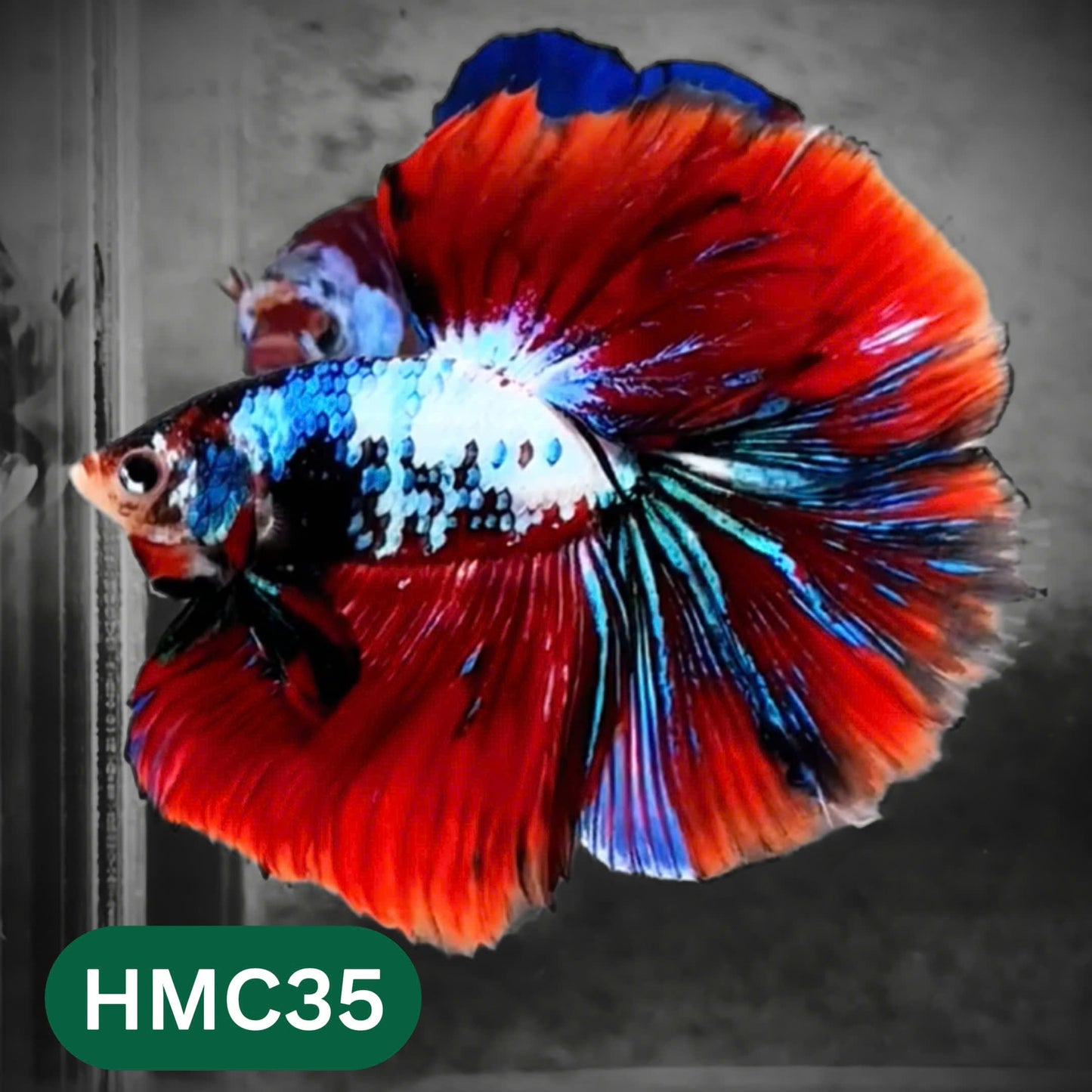 Multicolor Halfmoon Male Betta Fish | High Grade | Order Directly From Farm |  You Pick Fish |