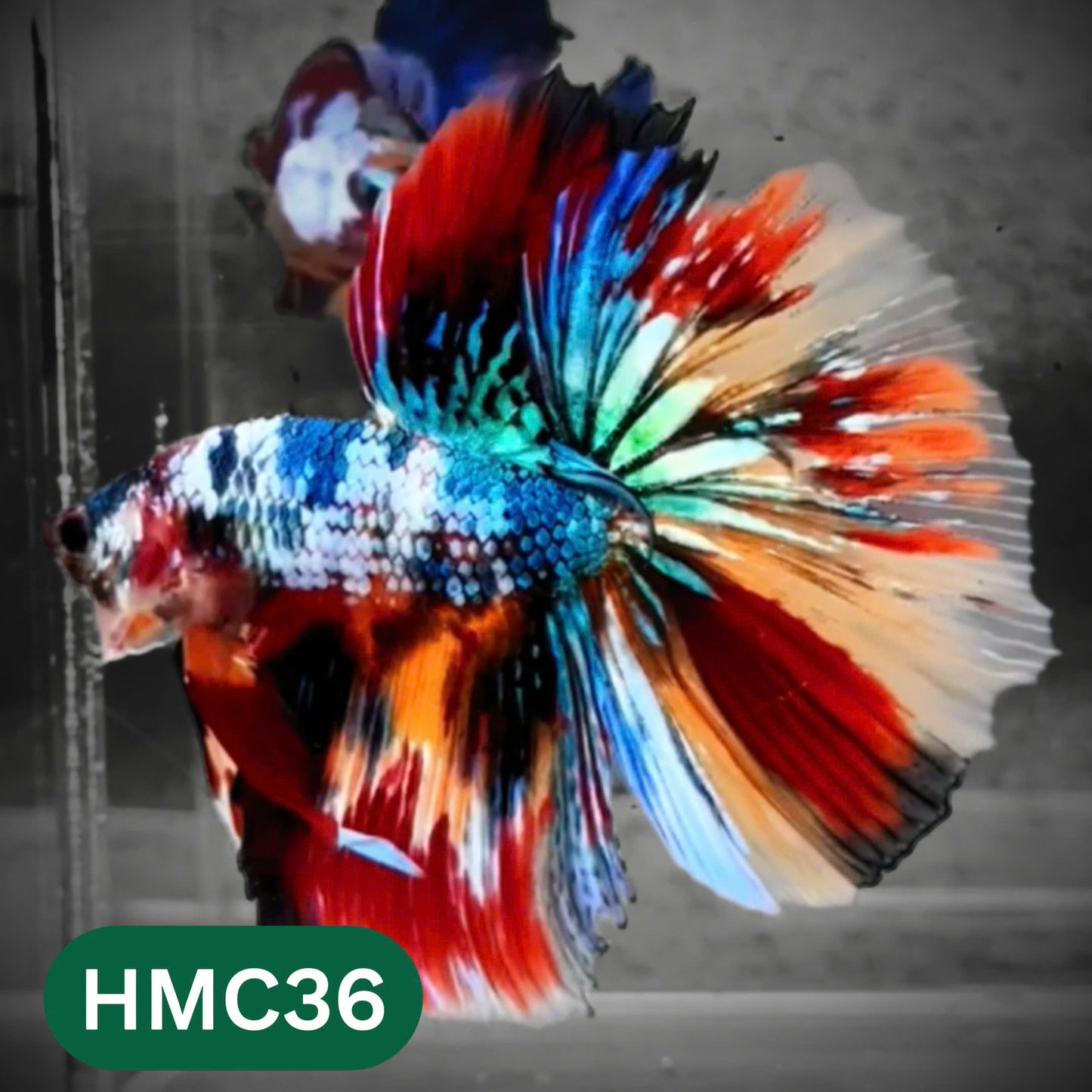 Multicolor Halfmoon Male Betta Fish | High Grade | Order Directly From Farm |  You Pick Fish |