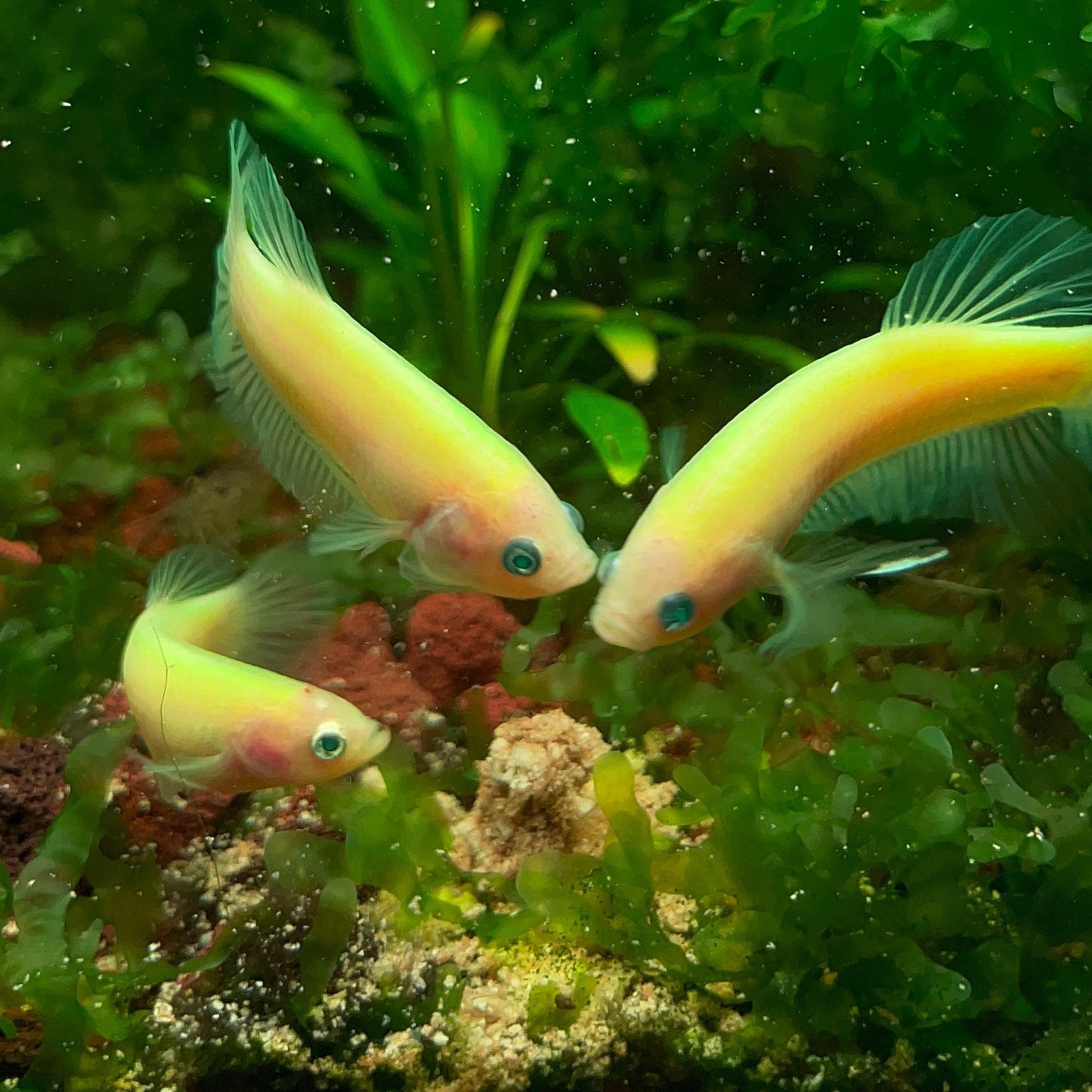 Neon Female Betta Fish