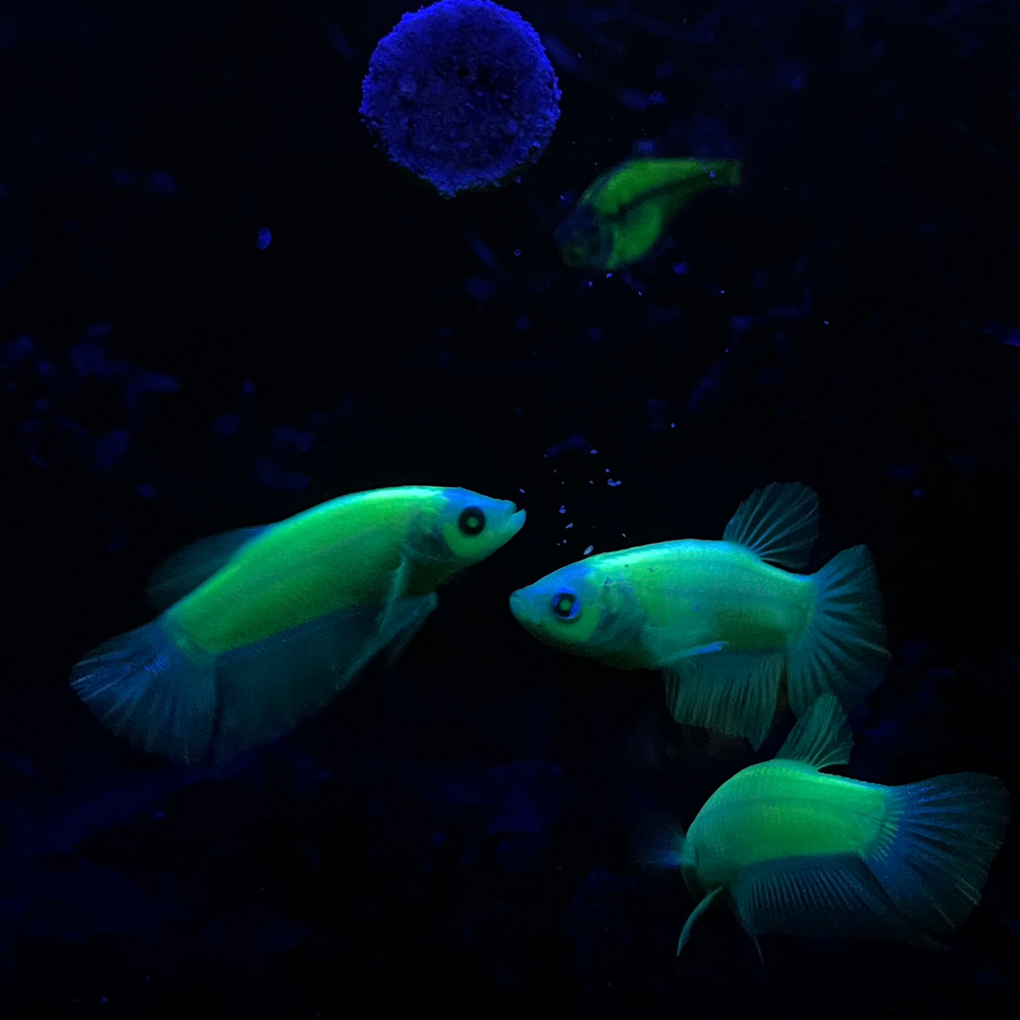 Neon Female Betta Fish