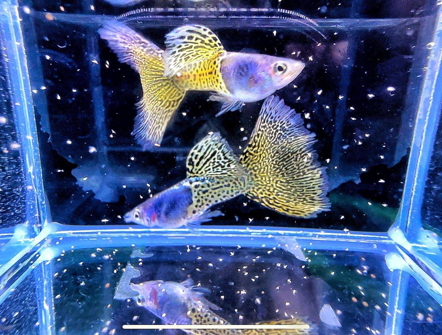 Metal Yellow Lace Guppy Fish