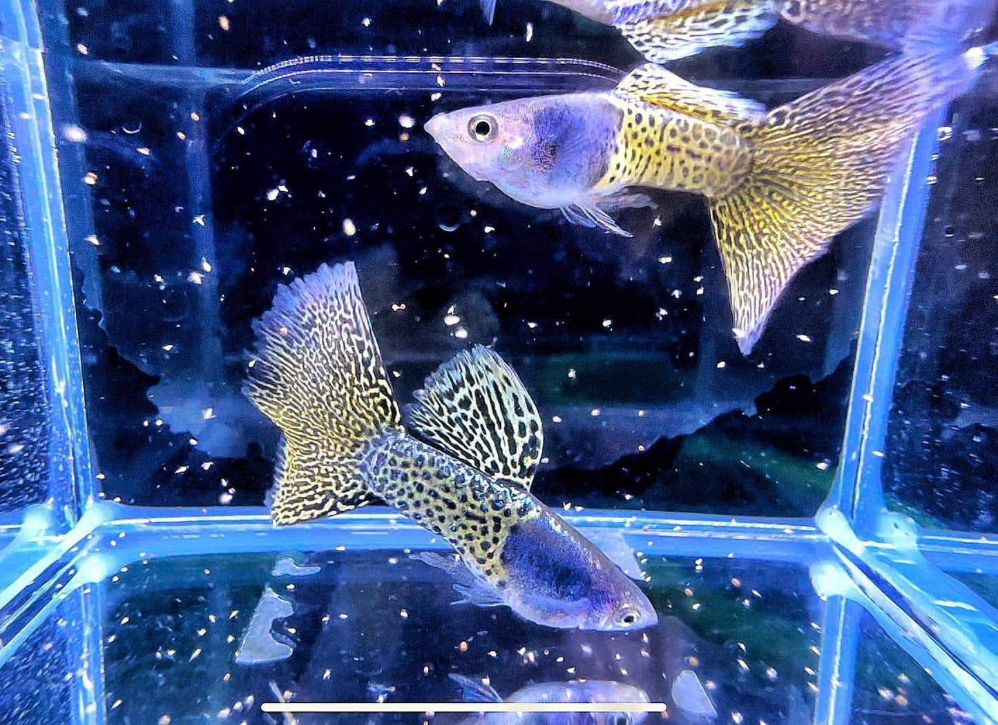 Metal Yellow Lace Guppy Fish