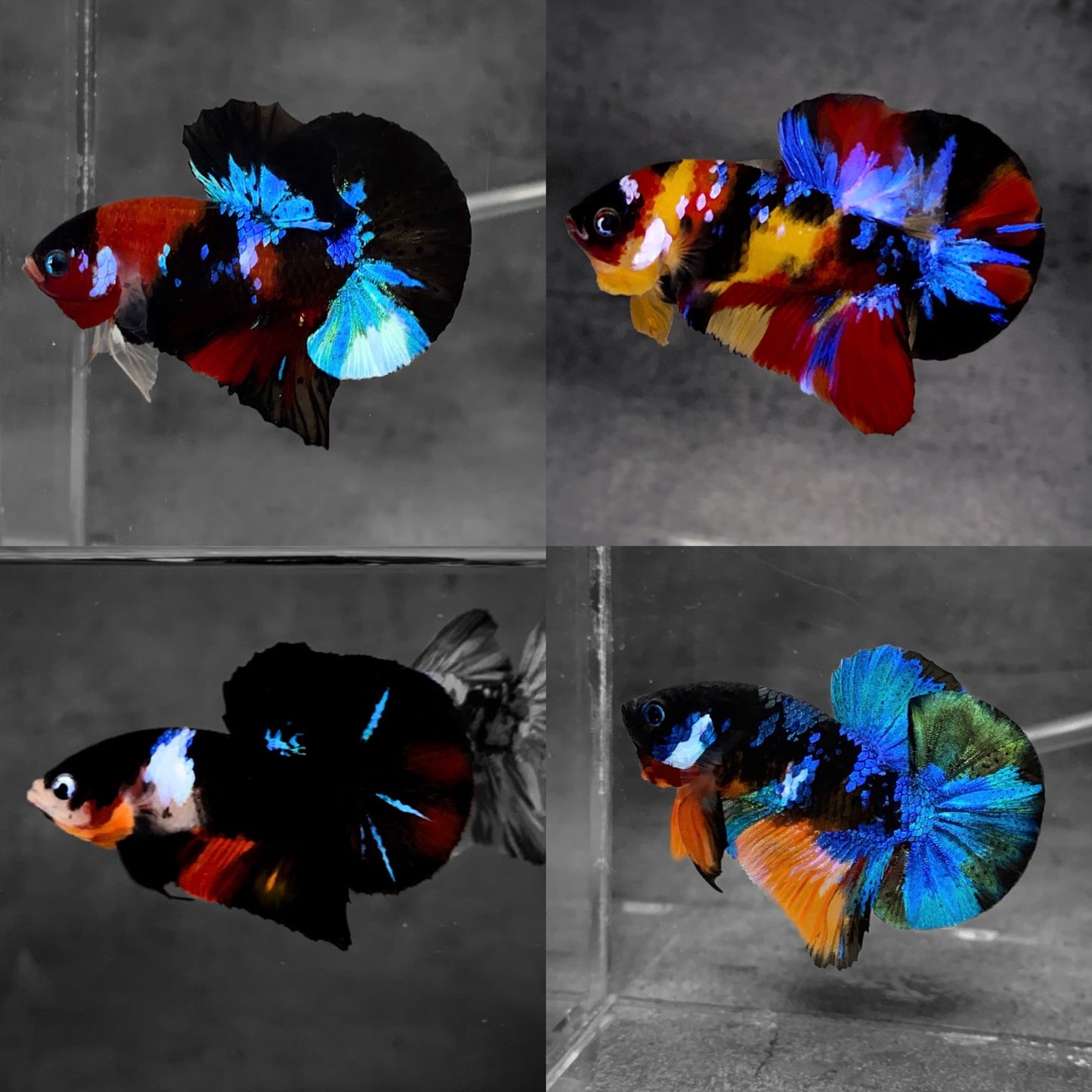 Koi Multicolor Dark Tone Plakat Male Betta Fish | High Grade | Mystery Betta