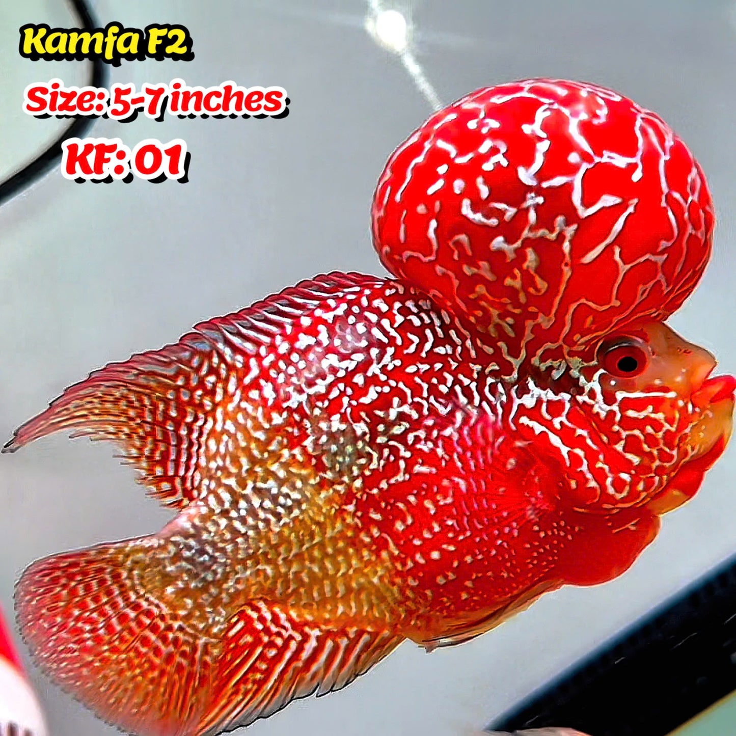 Golden Base Kamfa Flowerhorn Cichlid | You Pick Fish |