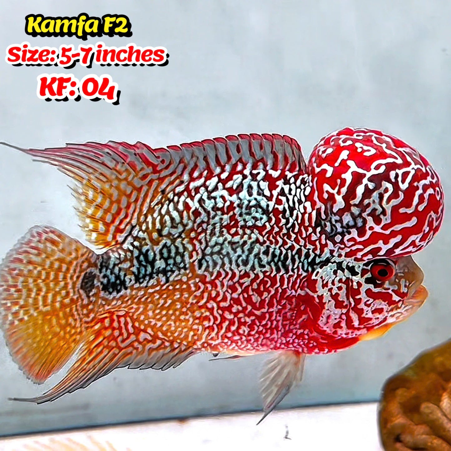 Golden Base Kamfa Flowerhorn Cichlid | You Pick Fish |
