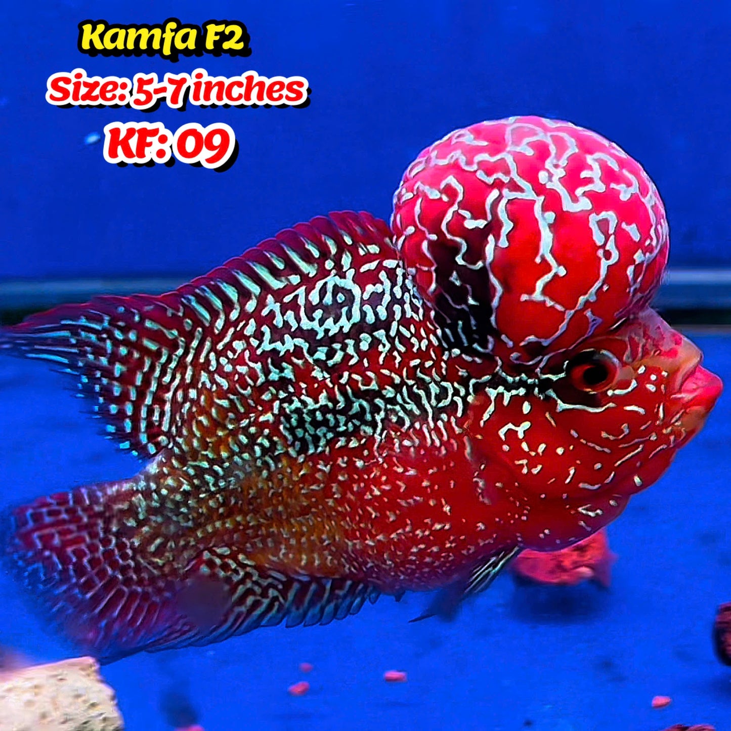 Golden Base Kamfa Flowerhorn Cichlid | You Pick Fish |