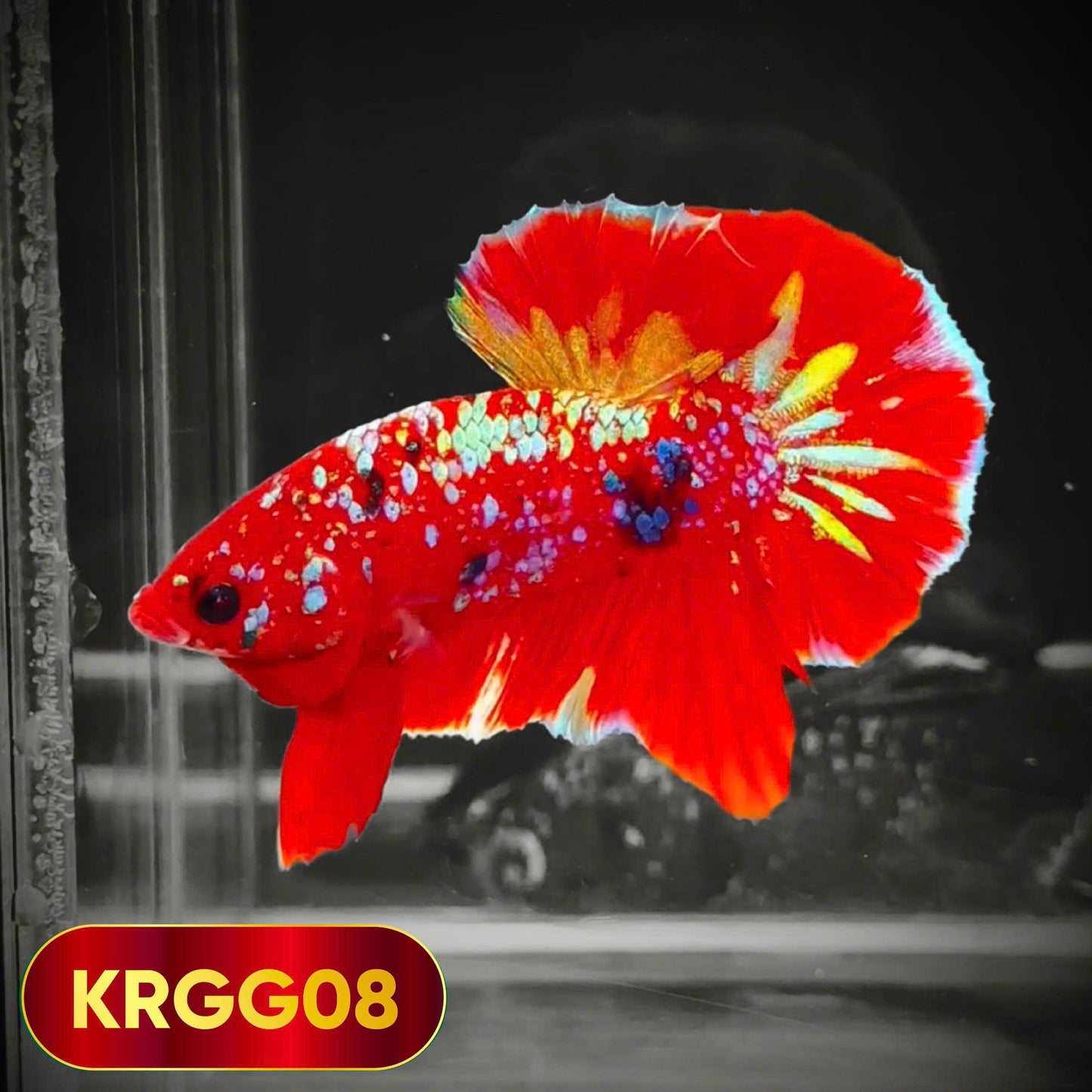 Golden Star Dust Galaxy Plakat Male Betta Fish | Super Rare | You Pick Fish