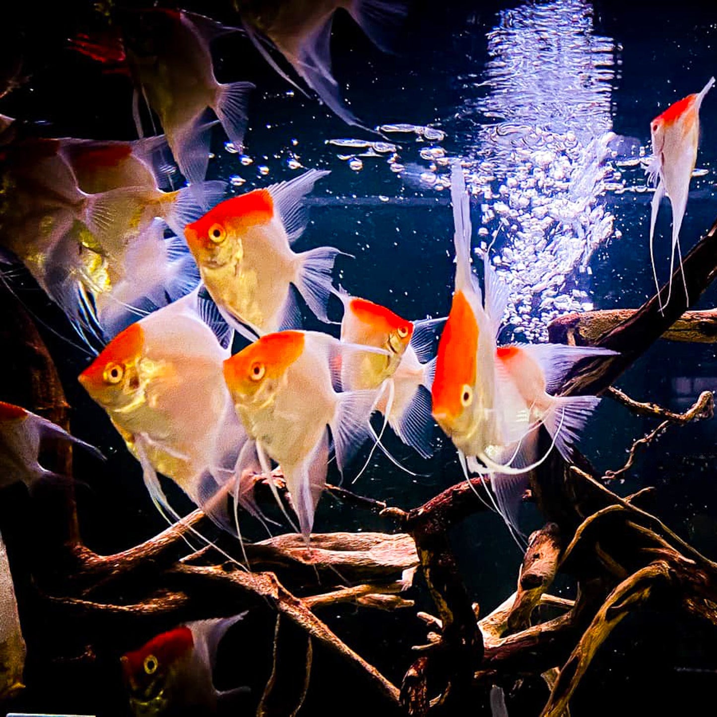 Koi Albino Red Cap Angelfish