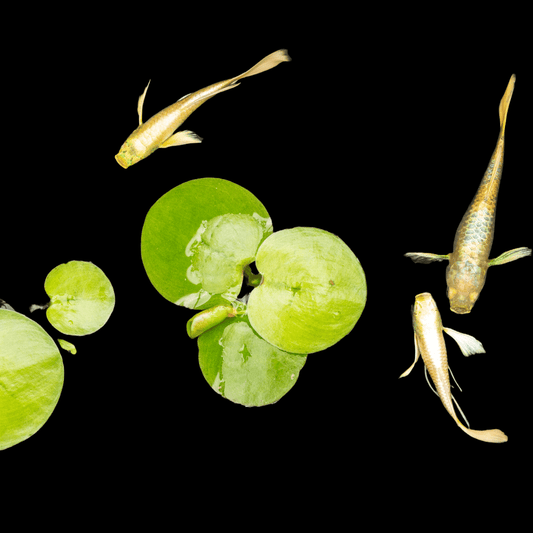 Full Gold Guppy Fish