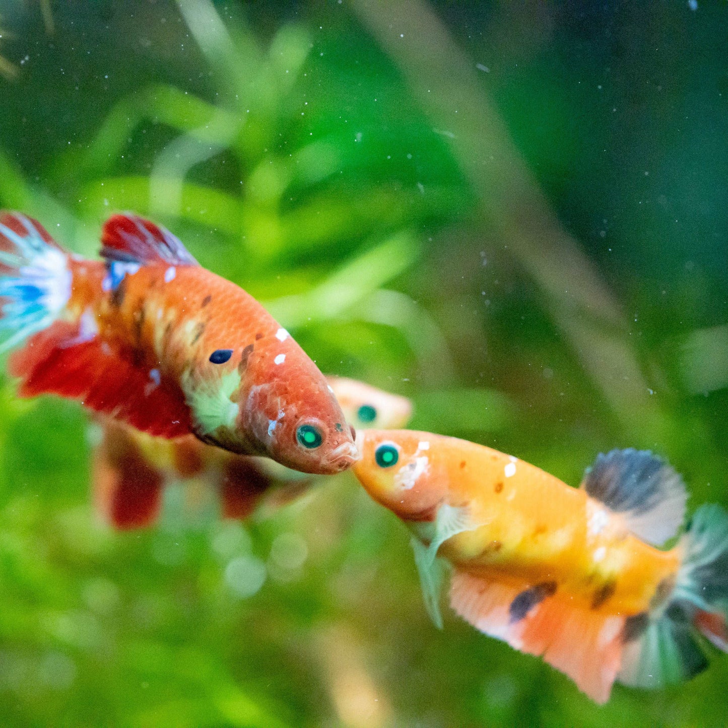 Female Betta Fish Koi Nemo Neon Plakat Sorority | Successful Sorority Pack