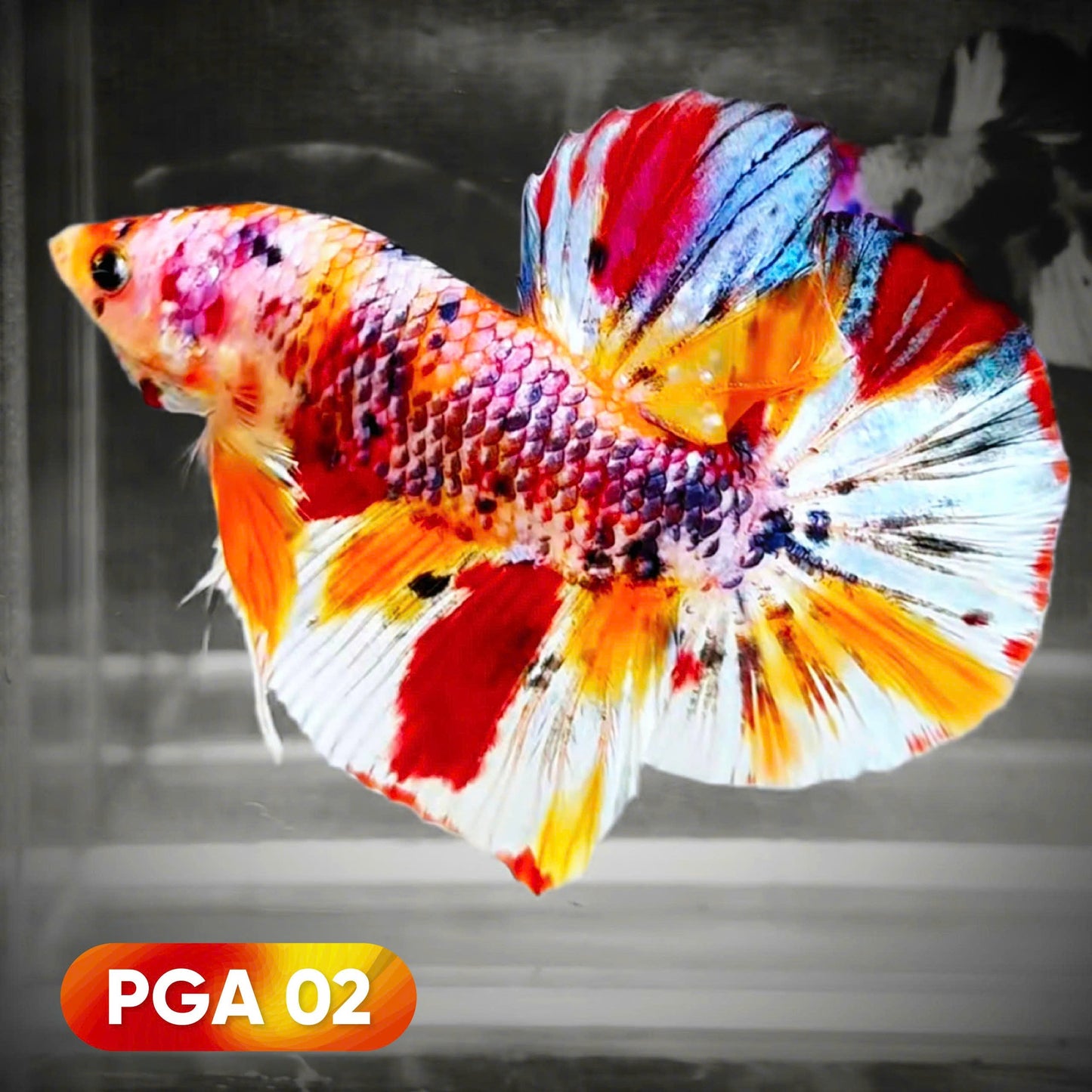 King Giant Plakat Male Betta Fish | You Pick Fish | High Grade