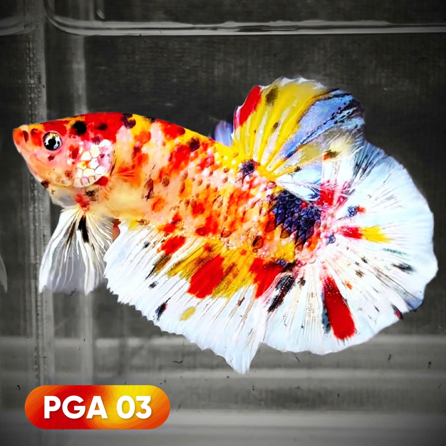 King Giant Plakat Male Betta Fish | You Pick Fish | High Grade