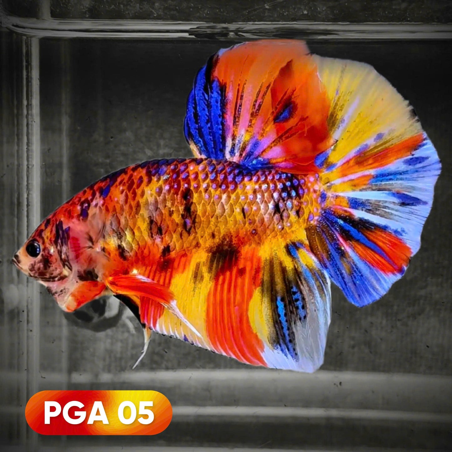 King Giant Plakat Male Betta Fish | You Pick Fish | High Grade
