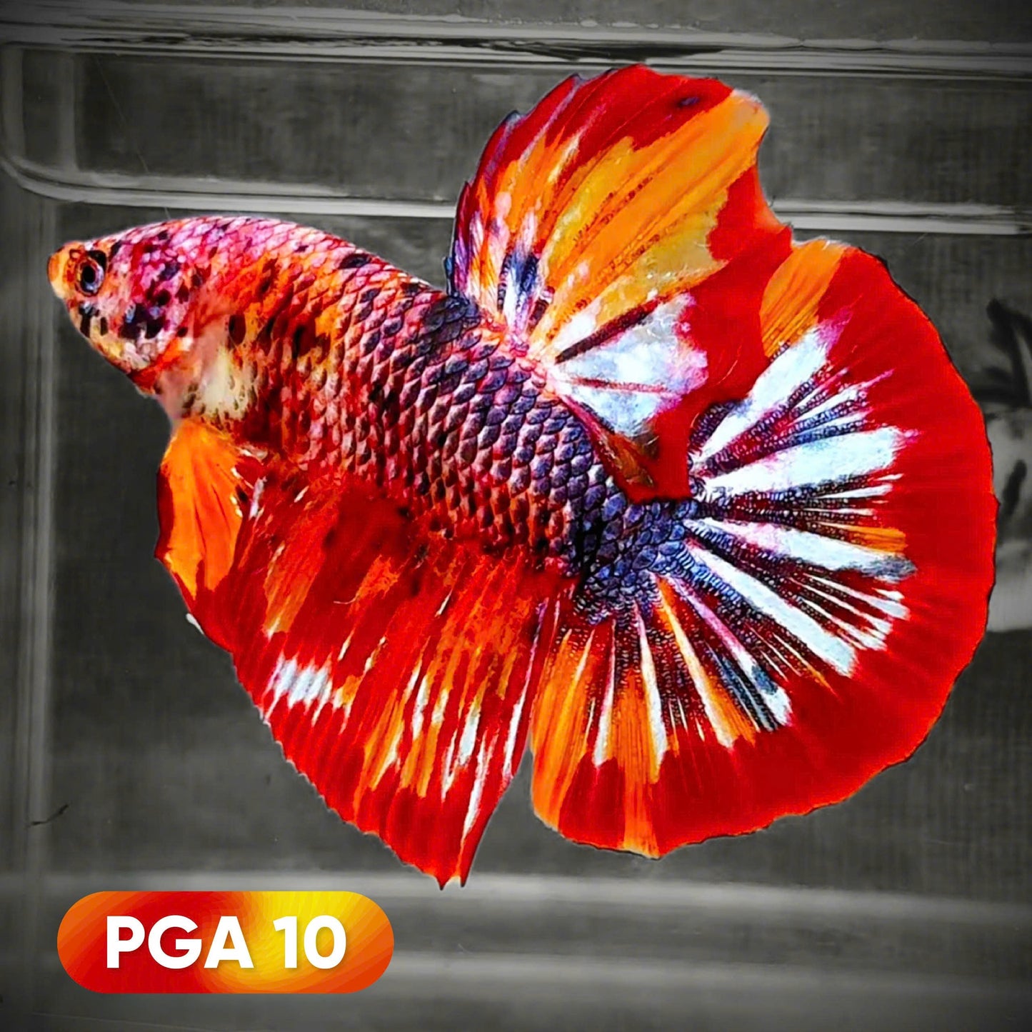 King Giant Plakat Male Betta Fish | You Pick Fish | High Grade