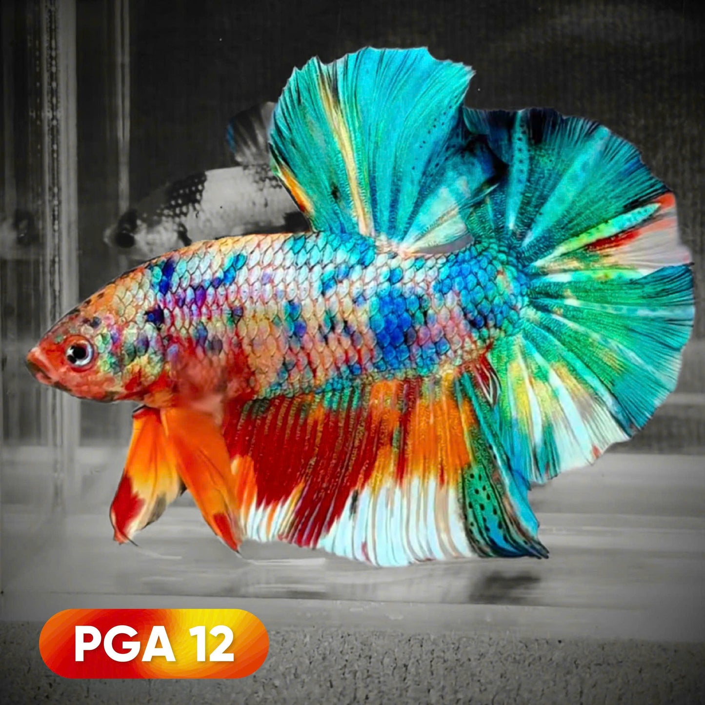 King Giant Plakat Male Betta Fish | You Pick Fish | High Grade