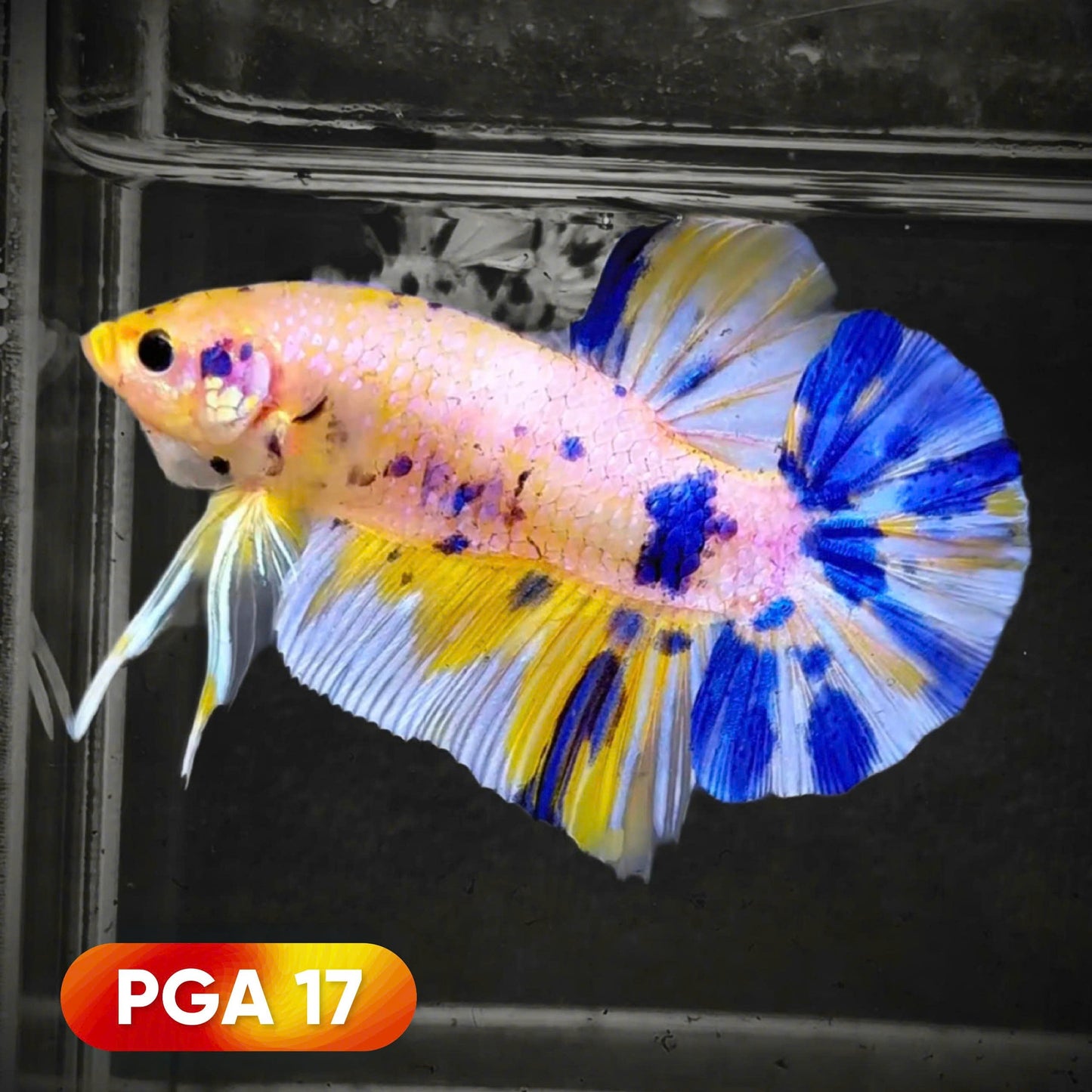 King Giant Plakat Male Betta Fish | You Pick Fish | High Grade