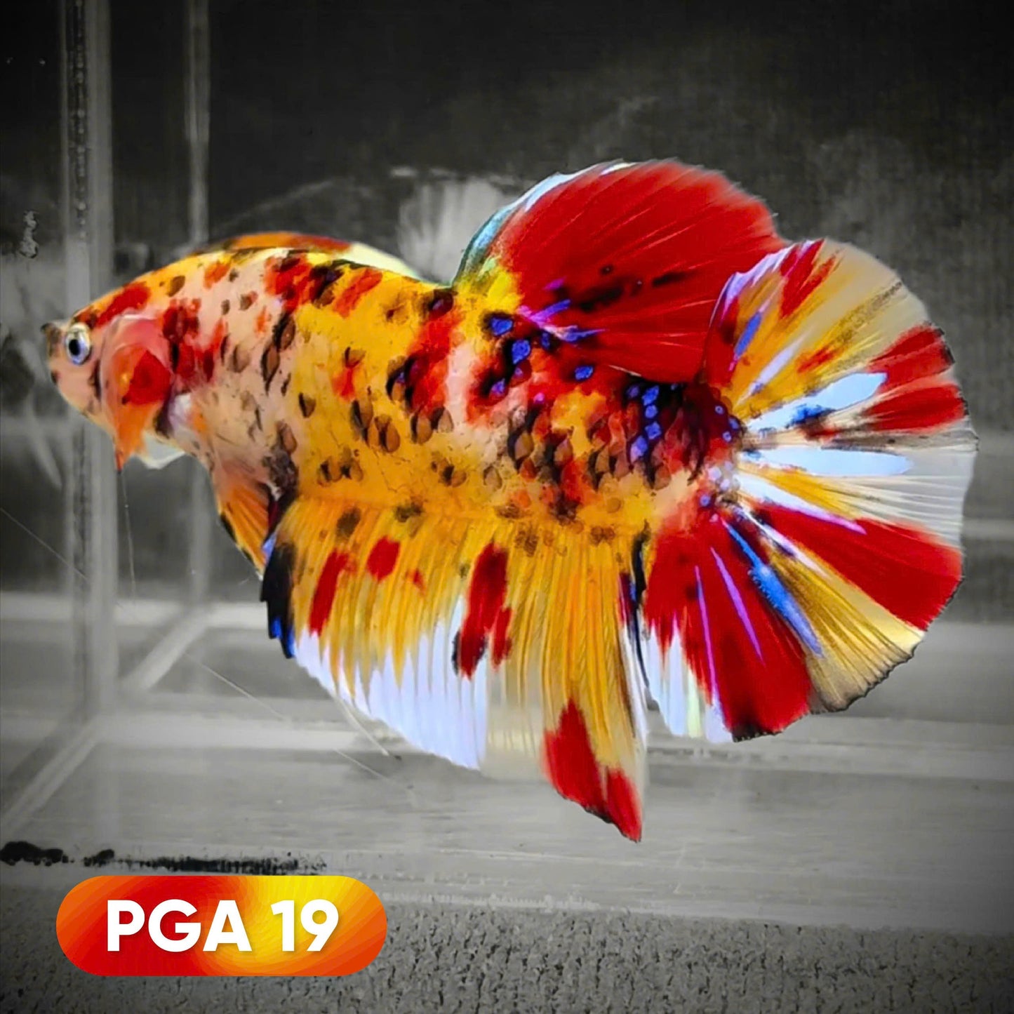 King Giant Plakat Male Betta Fish | You Pick Fish | High Grade