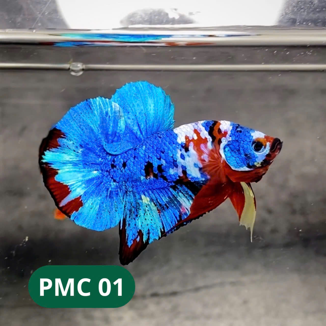 Multicolor Plakat Male Betta Fish |Show Grade|  You Pick Fish