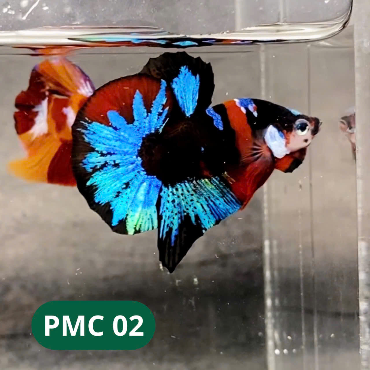 Multicolor Plakat Male Betta Fish |Show Grade|  You Pick Fish