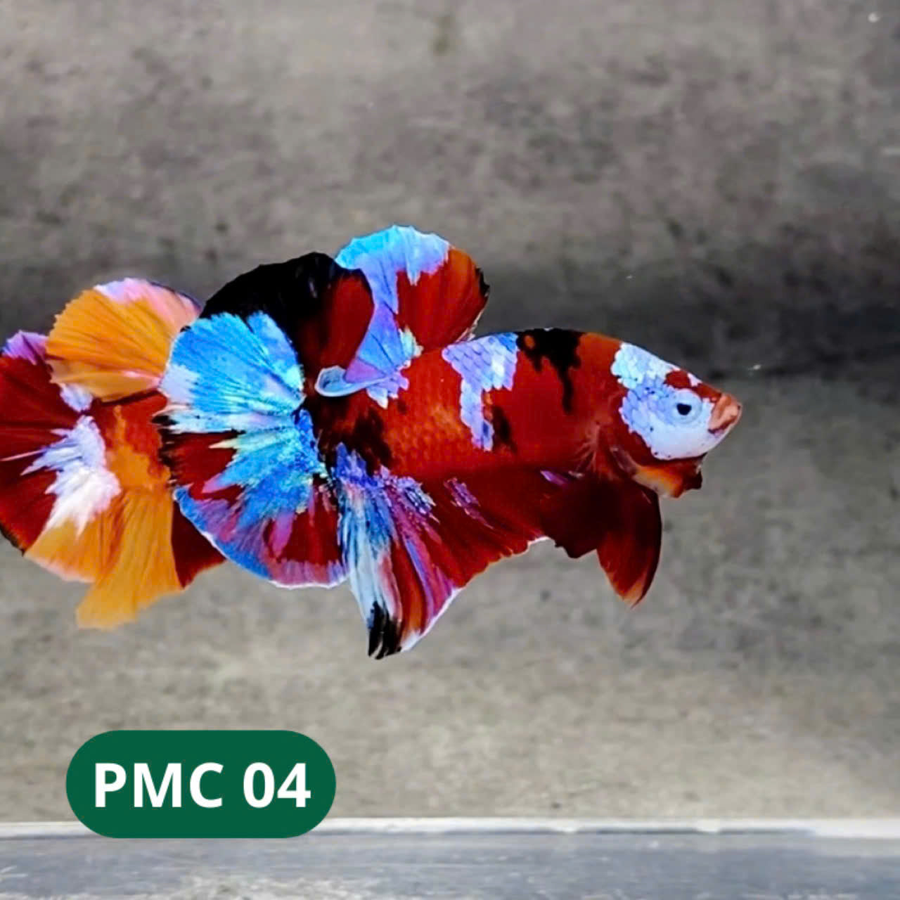 Multicolor Plakat Male Betta Fish |Show Grade|  You Pick Fish