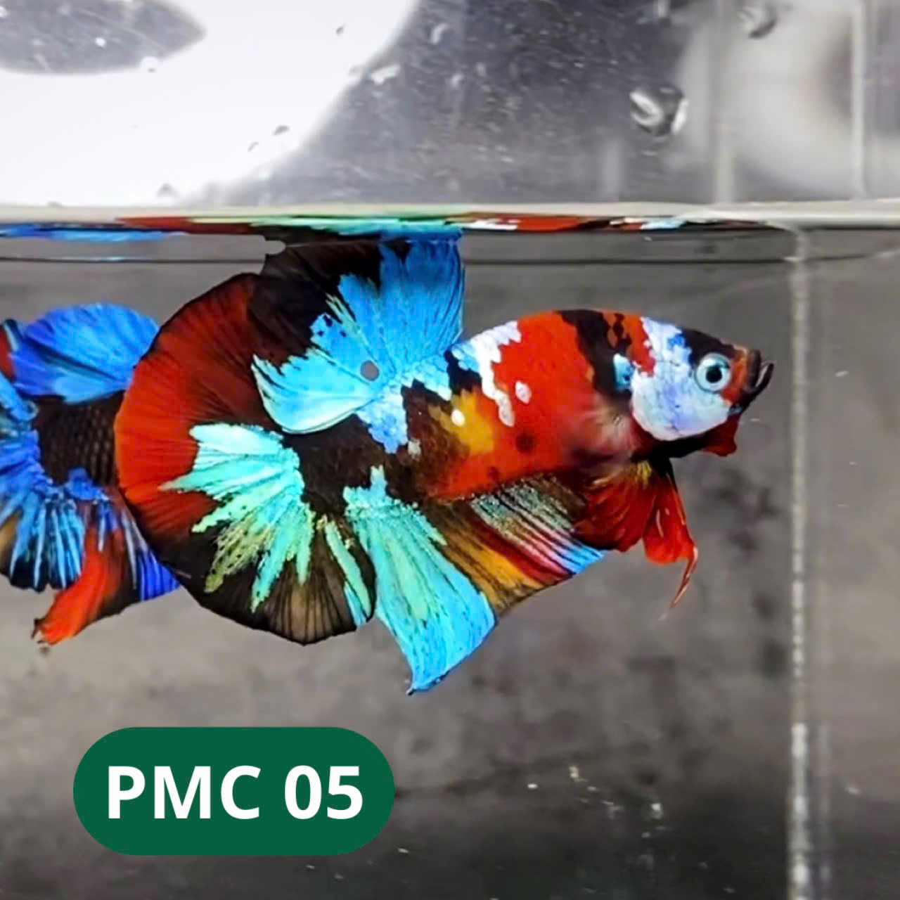 Multicolor Plakat Male Betta Fish |Show Grade|  You Pick Fish