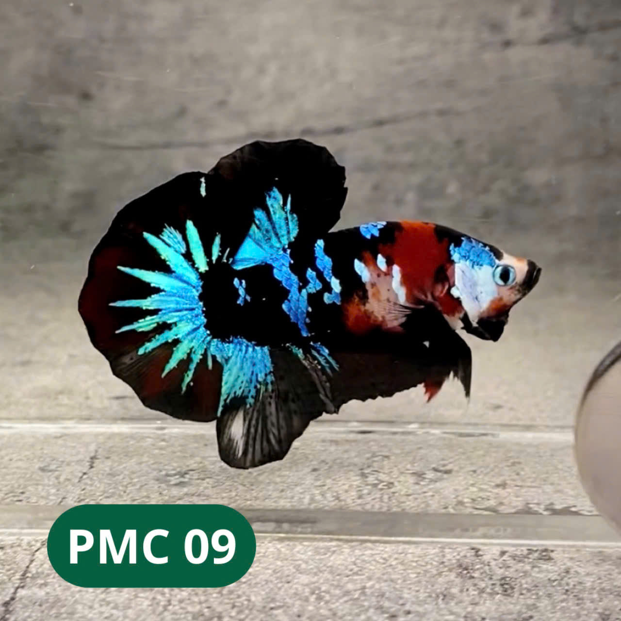 Multicolor Plakat Male Betta Fish |Show Grade|  You Pick Fish