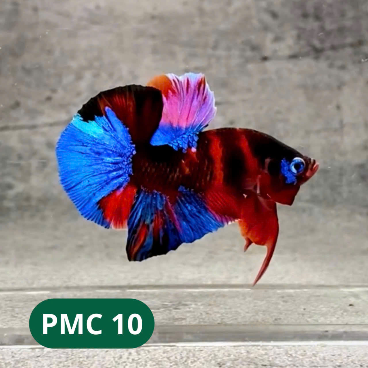 Multicolor Plakat Male Betta Fish |Show Grade|  You Pick Fish