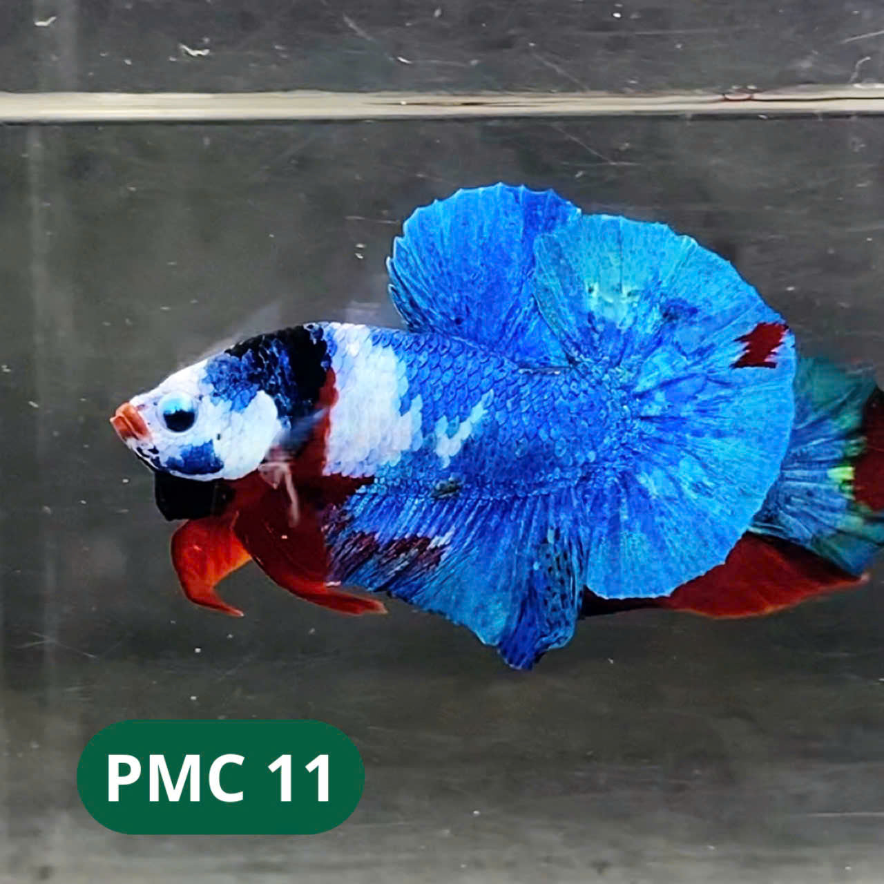 Multicolor Plakat Male Betta Fish |Show Grade|  You Pick Fish