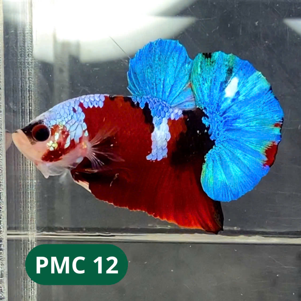 Multicolor Plakat Male Betta Fish |Show Grade|  You Pick Fish