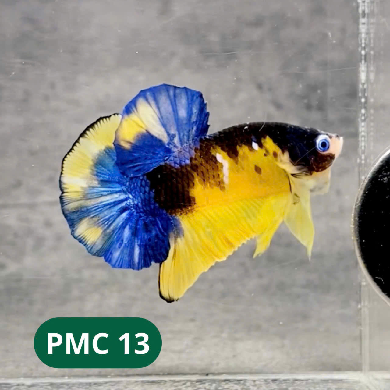 Multicolor Plakat Male Betta Fish |Show Grade|  You Pick Fish