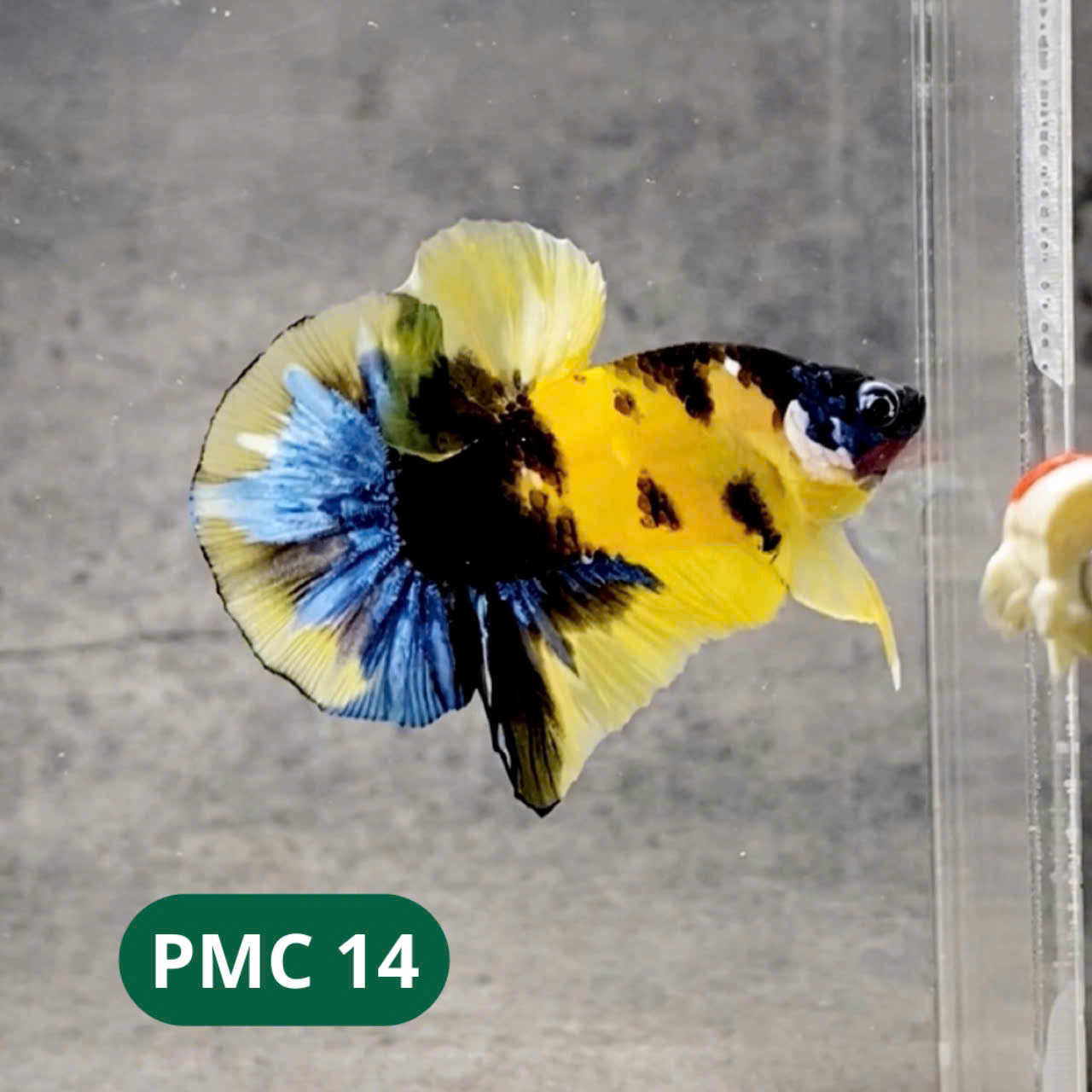 Multicolor Plakat Male Betta Fish |Show Grade|  You Pick Fish