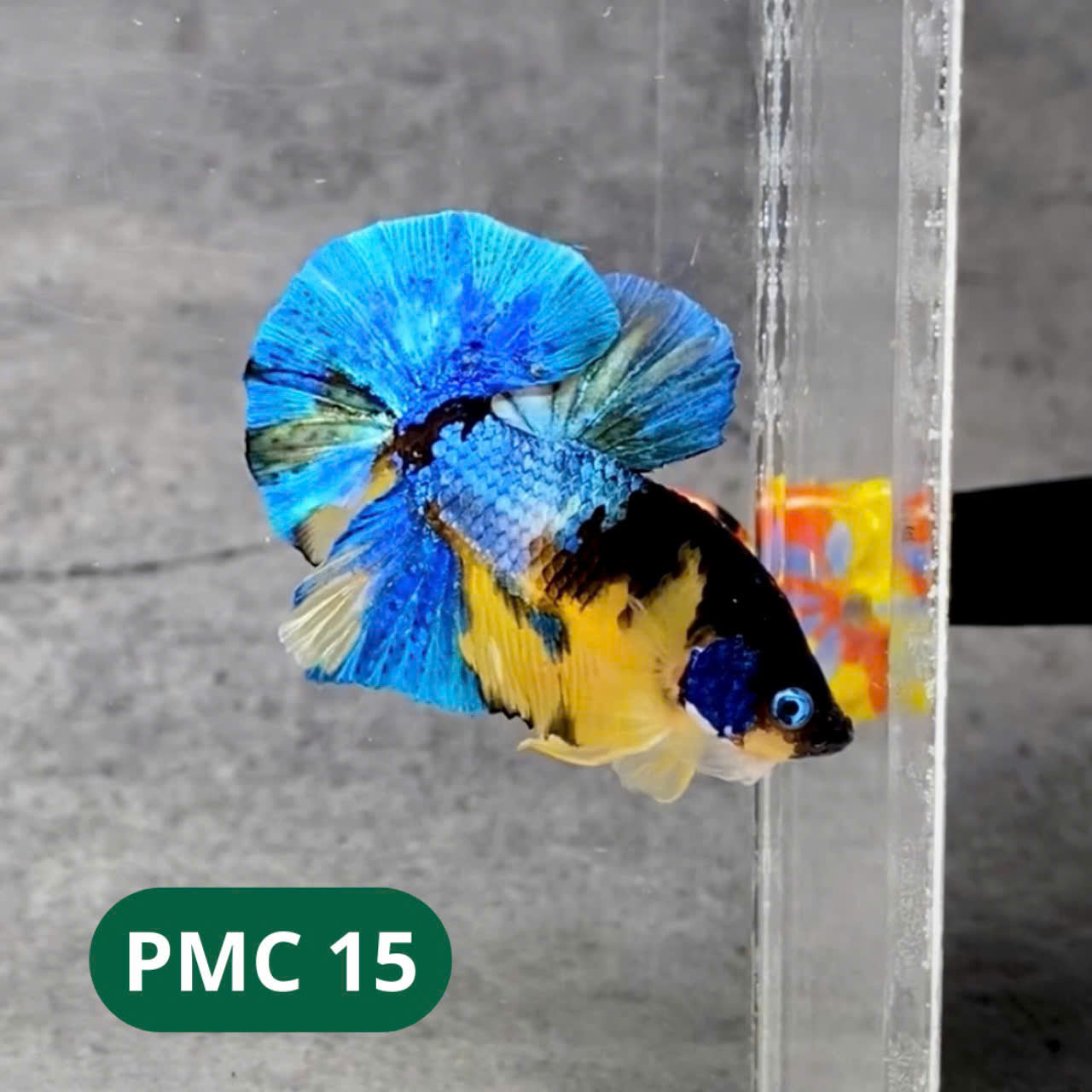 Multicolor Plakat Male Betta Fish |Show Grade|  You Pick Fish