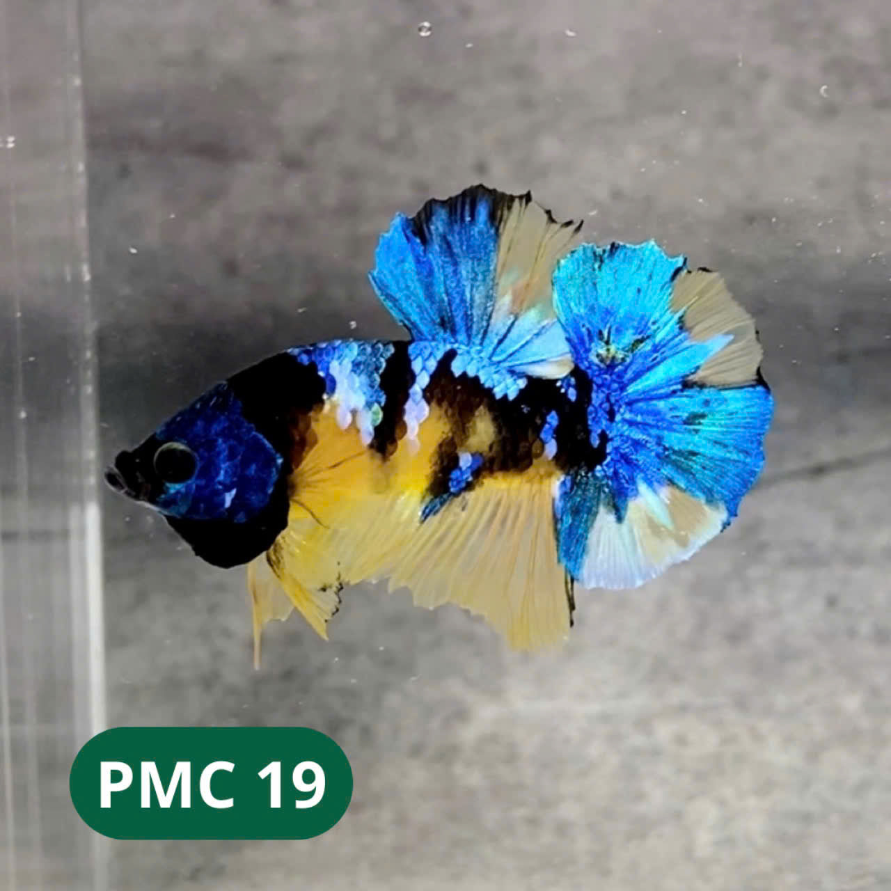 Multicolor Plakat Male Betta Fish |Show Grade|  You Pick Fish